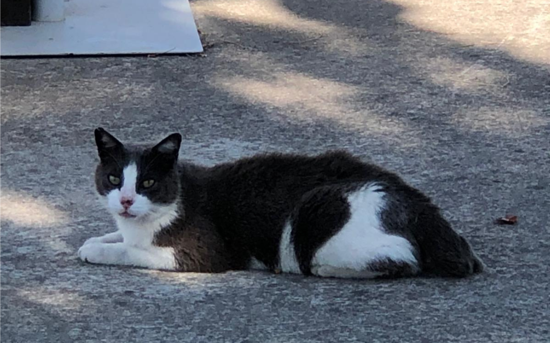 Un nouvel agent de surveillance a rejoint Truck Étape Béziers 🐱