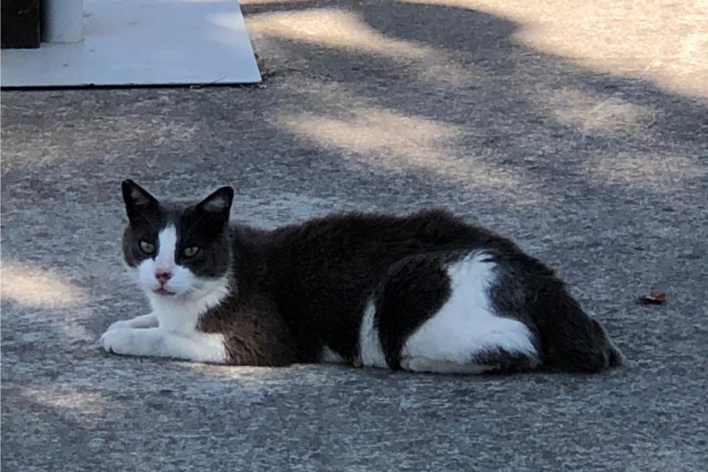 Un nouvel agent de surveillance a rejoint Truck Étape Béziers 🐱